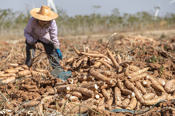 Cassava